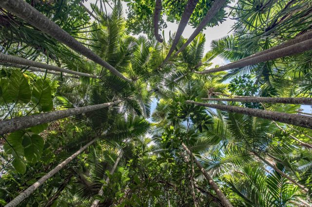 780_6105AlexPalms1bLR