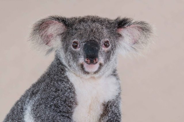 780_9645YoungKoalaLR