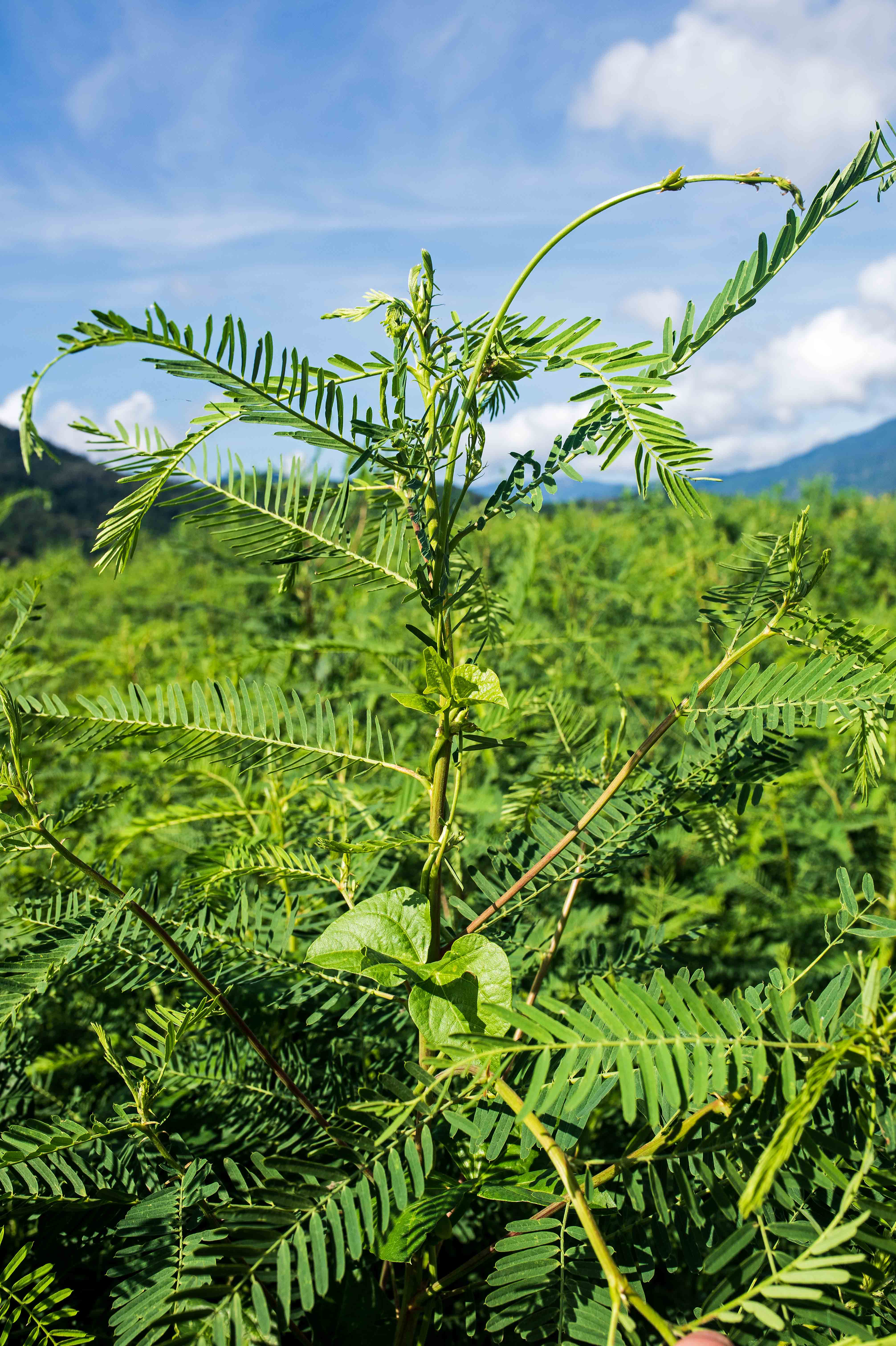 780_4944SesbaniaAndPueroLR