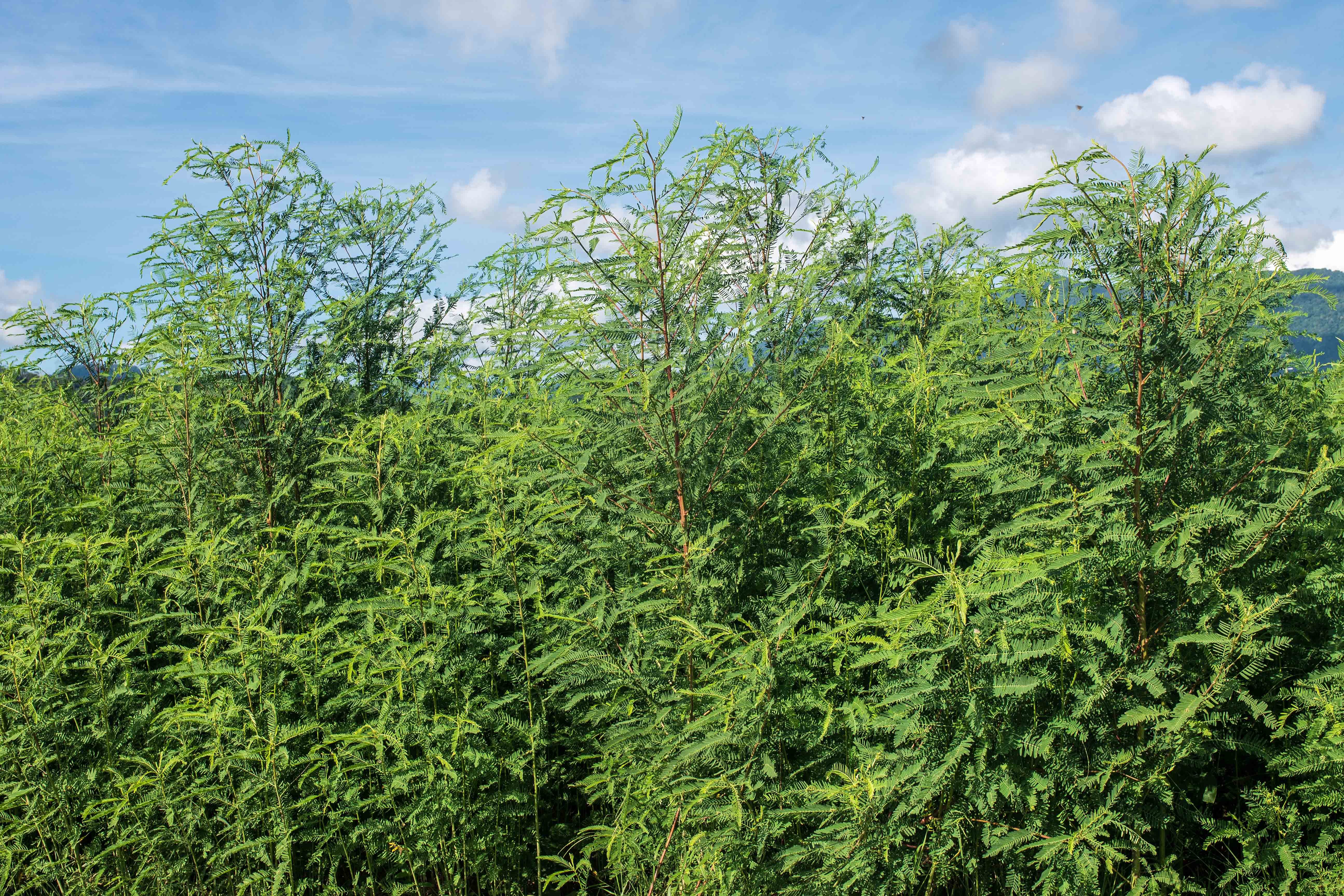 780_4945SesbaniaAculeataLR