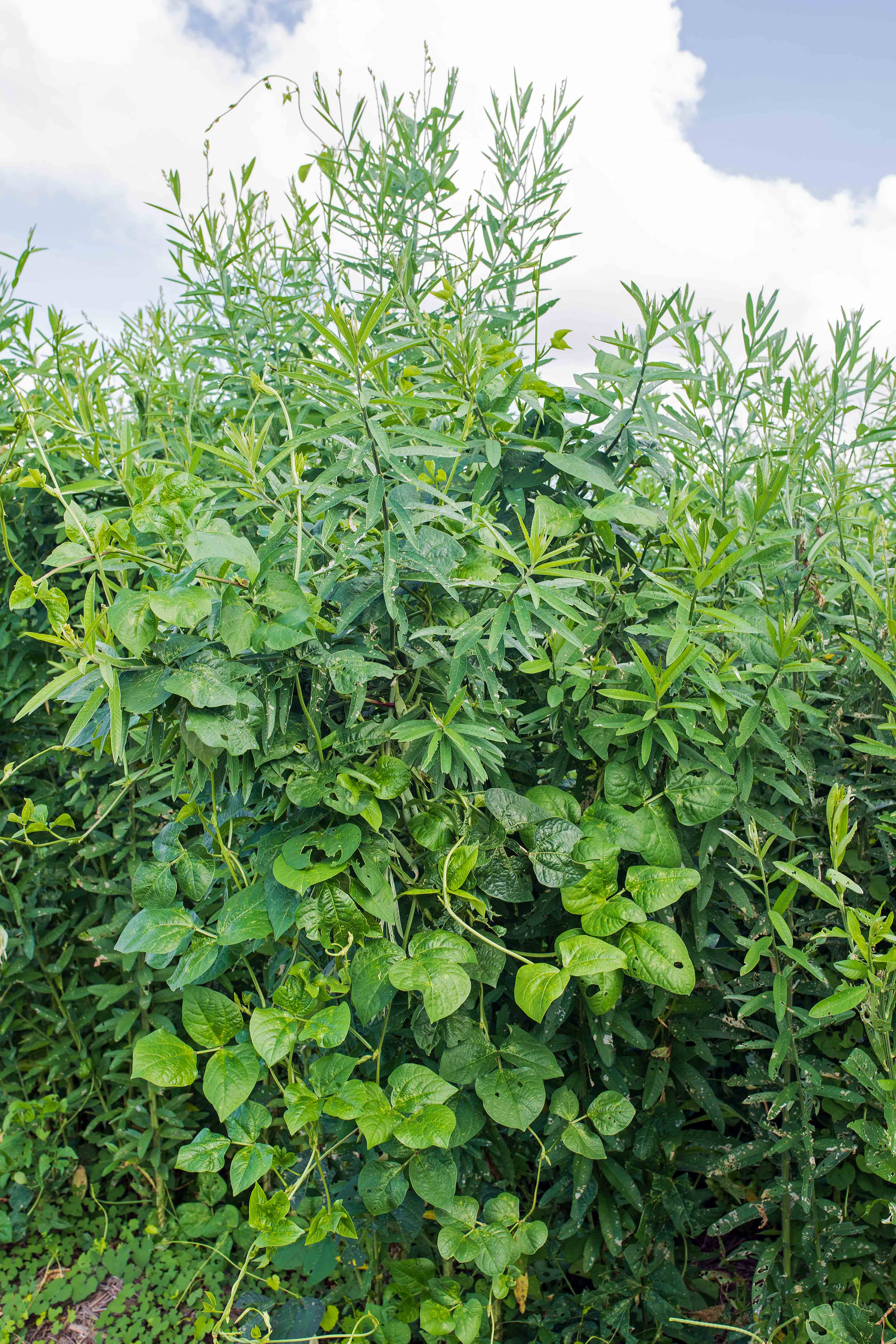 780_4957PueroClimbingCrotalariaJunceaLR