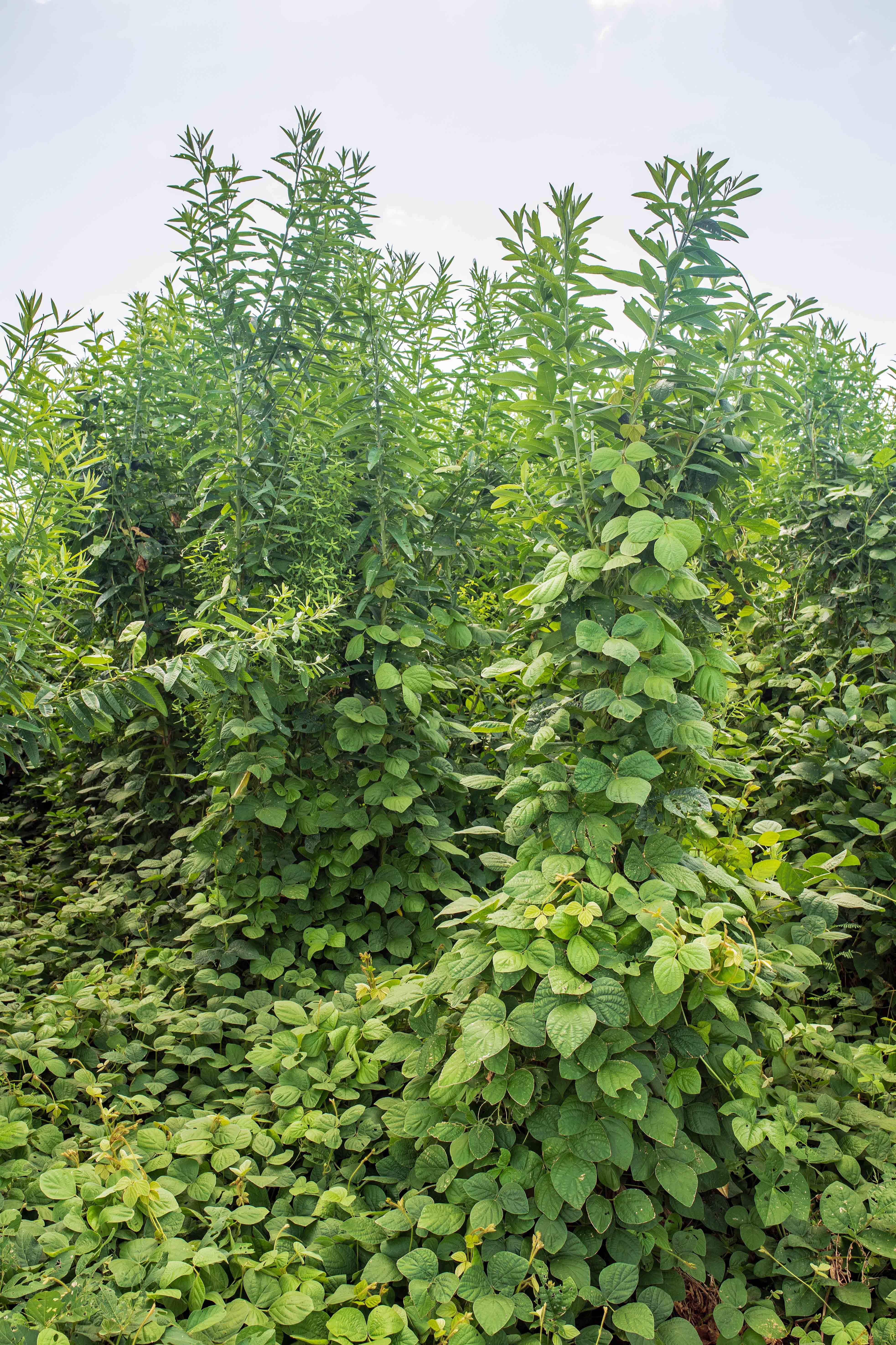 780_4972PueroClimbingCrotalariaLR