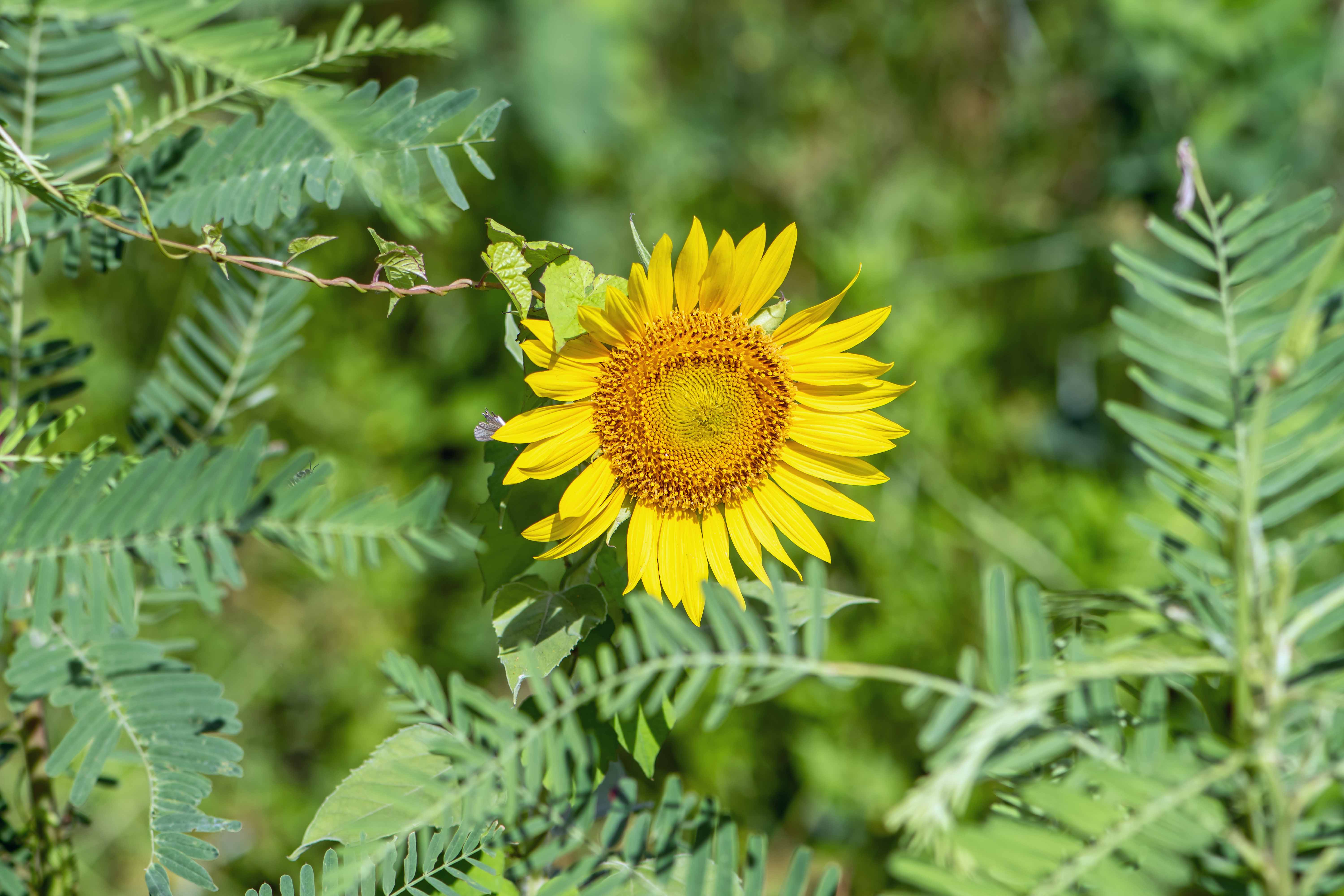 _DSC2654SunflowerInSesbaniaLR