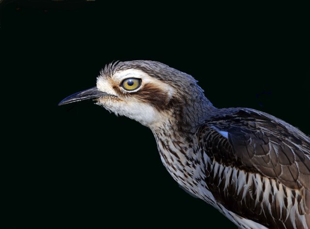 0F0A0887CurlewEyeveinsLR