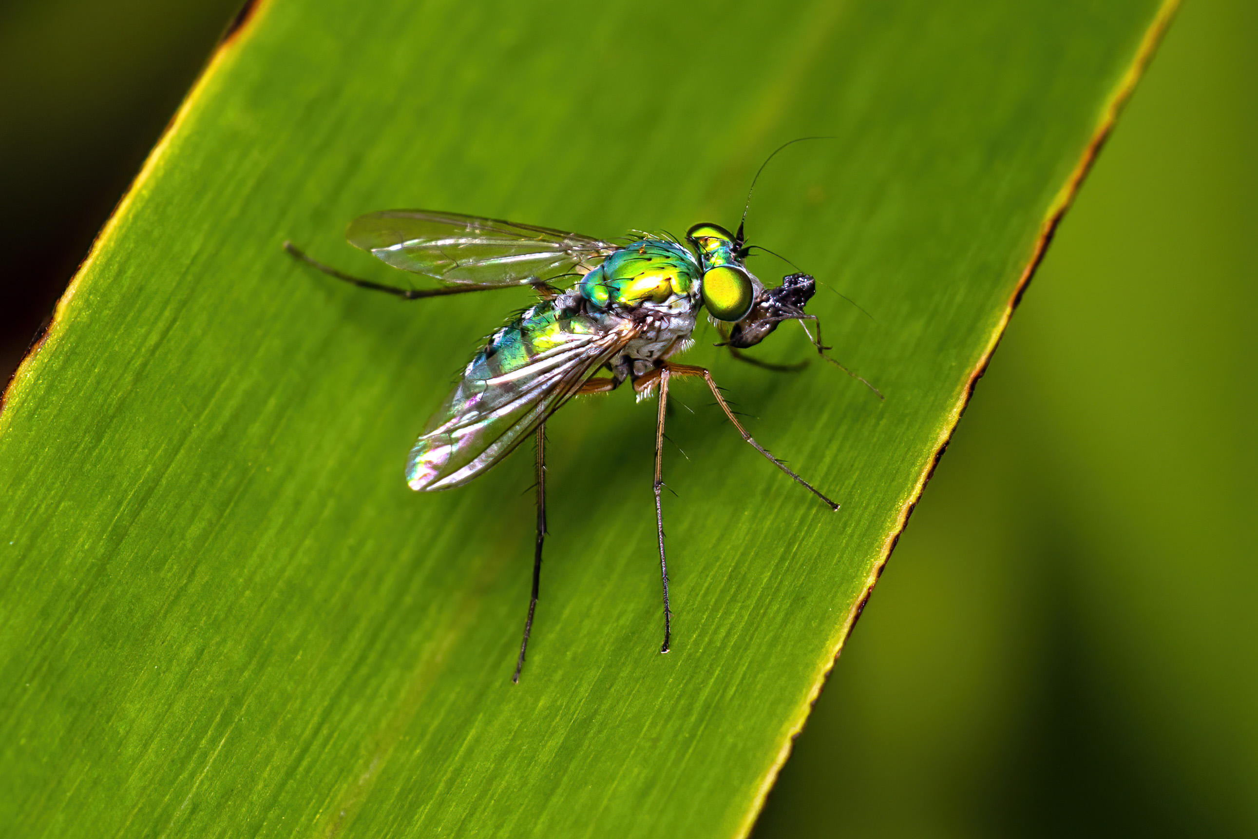 0F0A5200DolichopidWithFoodTopCroppedLR